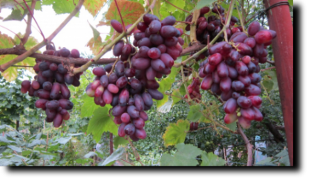 Сверх ранние сорта винограда Изюминка